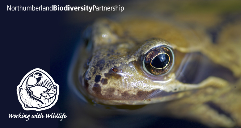 Northumberland Biodiversity Partnership. NBP